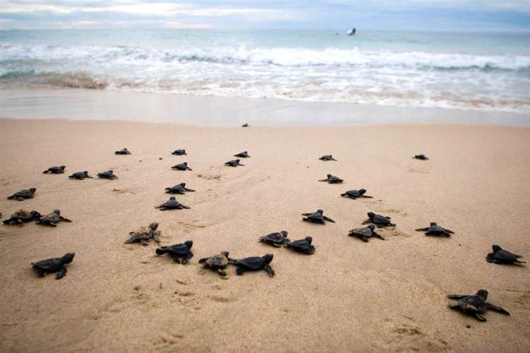 Baby Turtle Release near Ixtapa Zihuatanejo | Pacific Tours Ixtapa. Participate in the release of baby turtles and be part of their conservation while your visit to Ixtapa Zihuatanejo. Activities in Ixtapa Zihuatanejo