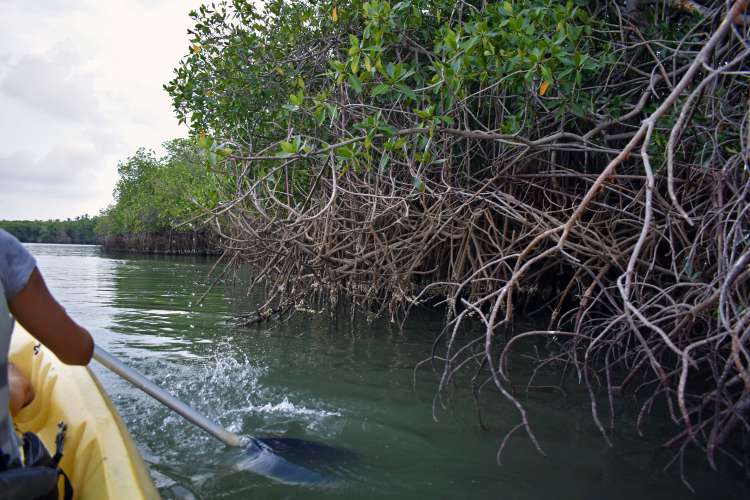 Zihuatanejo Kayaking & Horseback Riding | Pacific Tours Ixtapa. Horseback Riding and Kayaking in Ixtapa Zihuatanejo a great activity not to be missed while visiting Paradise. We horseback in Playa Larga beach and do kayaking in Barra de Potosi in Ixtapa Zihuatanejo Mexico. Things to do in Ixtapa Zihuatanejo